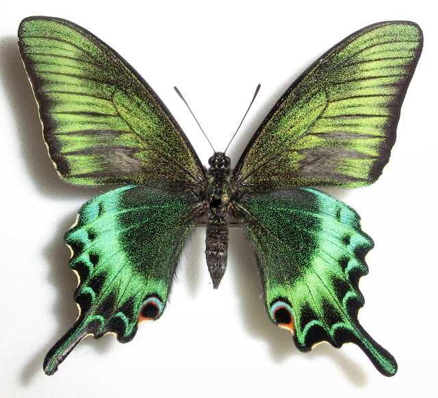 Papilio maackii (artificial cold and time treatment, Hokkaido Japan) (Internet Image property of respective owner, non-commercial use only)